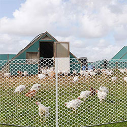 Poultry Netting Manufacturer
